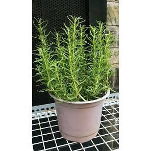 HẠT GIỐNG HOA HƯƠNG THẢO GÓI 20H
