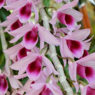 Giả hạc di Linh cây giống