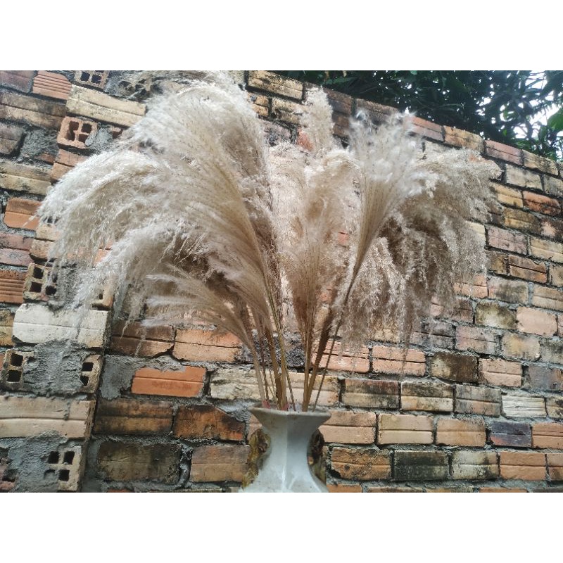 cỏ lau khô nhập khẩu