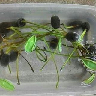 10 hạt Sen mini nhật ( đủ màu )