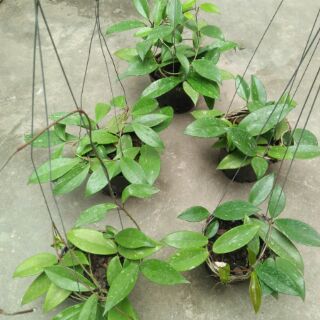 giò hoa lan cẩm cù, hoa màu đỏ đã thuần chậu