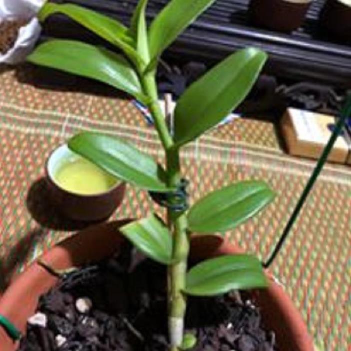 [FREESHIP - Xả Khô Máu] Hoa lan phi điệp - 5ct chơn thành( trồng ấm chậu cao 16 cm,bộ rễ khỏe)