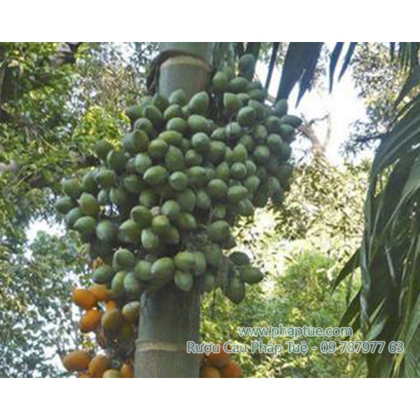 NƯỚC SÚC MIỆNG HẠT CAU NGÂM PHÁP TUỆ - CHẮC RĂNG, SẠCH MIỆNG