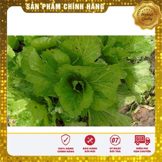 Hạt giống Cải Bẹ Dưa 20gram [Bán Sỉ]