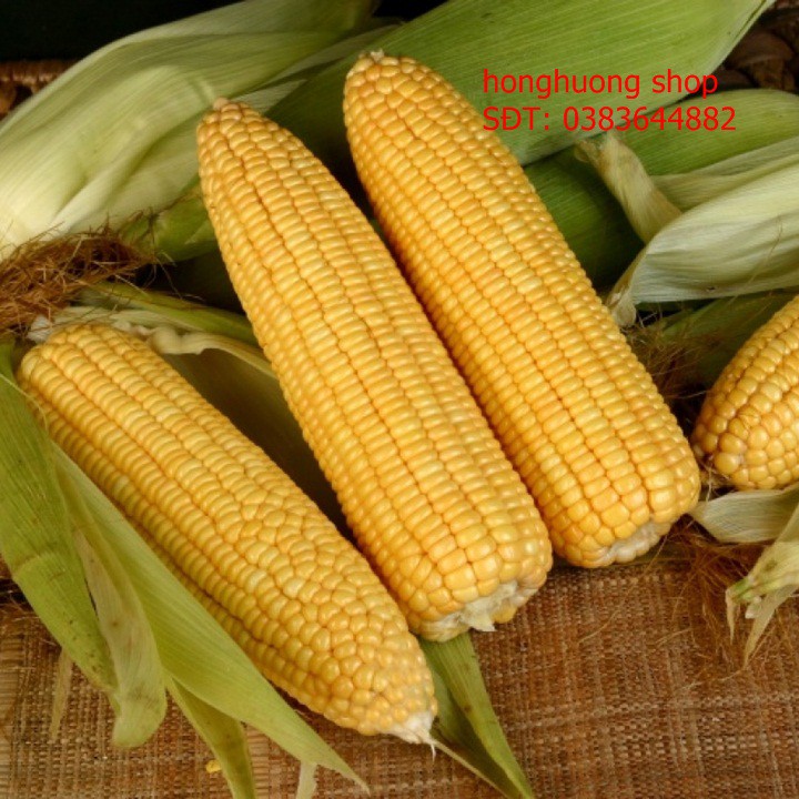 Hạt giống bắp ngọt
