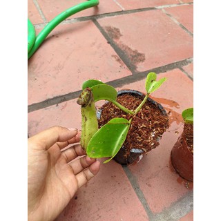 cây nắp ấm truncata