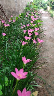 100 củ hoa Huệ mưa, tóc tiên.