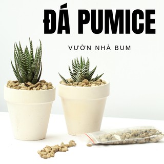 Đá pumice trồng sen đá