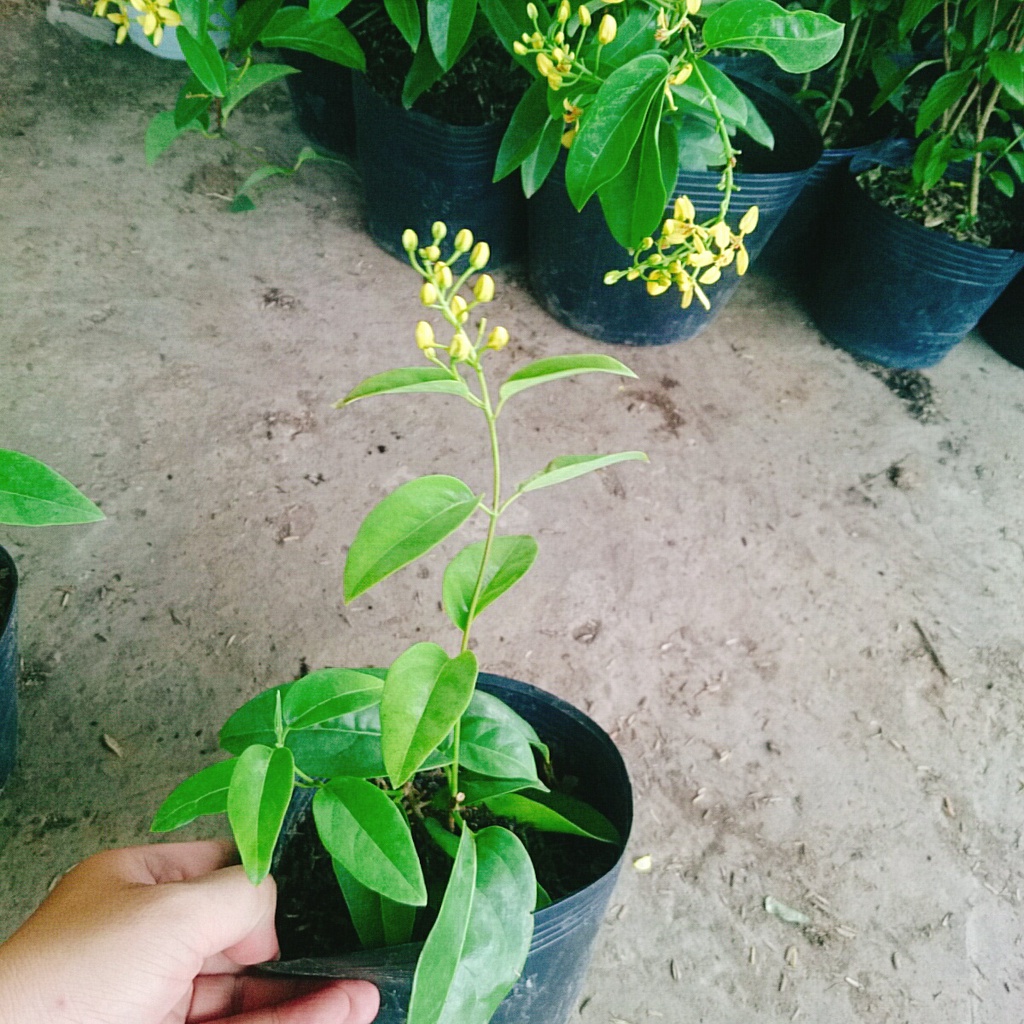 Cây Mai Hoàng Yến