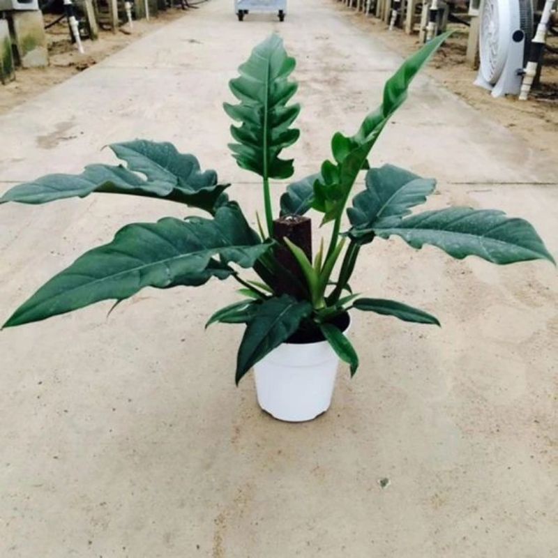 Philodendron jungle boogie - trầu bà cung đàn, cây khoẻ mạnh phát triển tốt