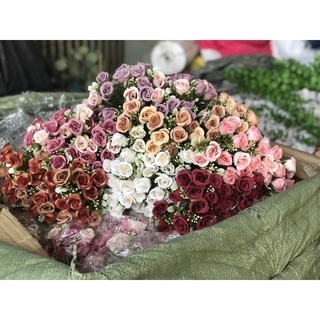 hoa Hồng nhí