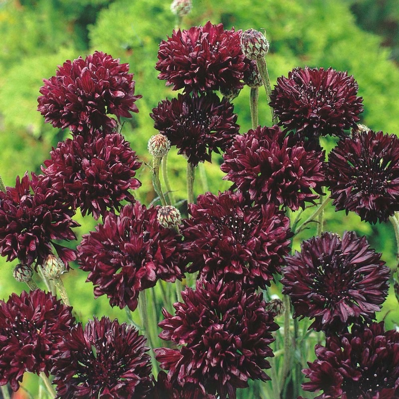 Hạt giống hoa cúc Ball Black Strain Cornflower - S53-3