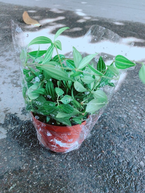 Chậu Cây Bình An