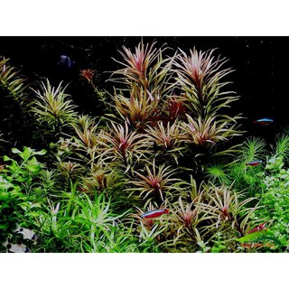 Cây Thủy Sinh Ngỗ Tím