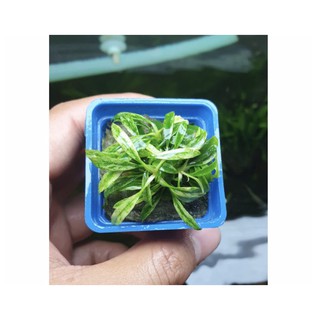Cây Ráy Lưỡi Hổ Mini