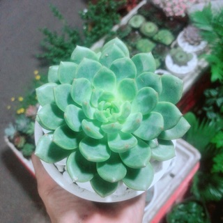 Sen bánh bao xanh kèm chậu sứ