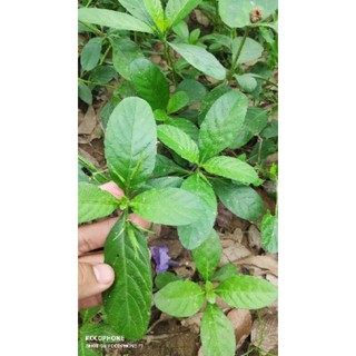 3 cây nổ con