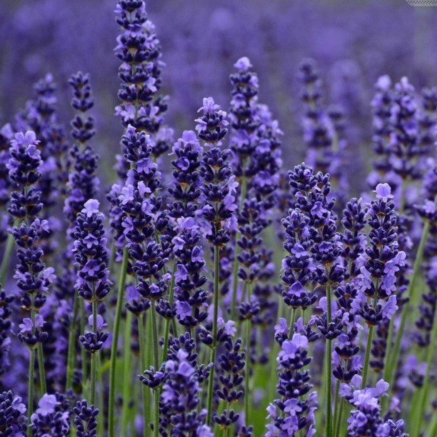 50h Hạt Giống Hoa Oải Hương Lavender