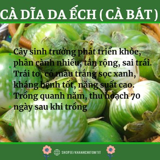 HẠT GIỐNG CÀ DĨA DA ẾCH ( CÀ BÁT )