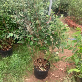 Cây ổi dứa