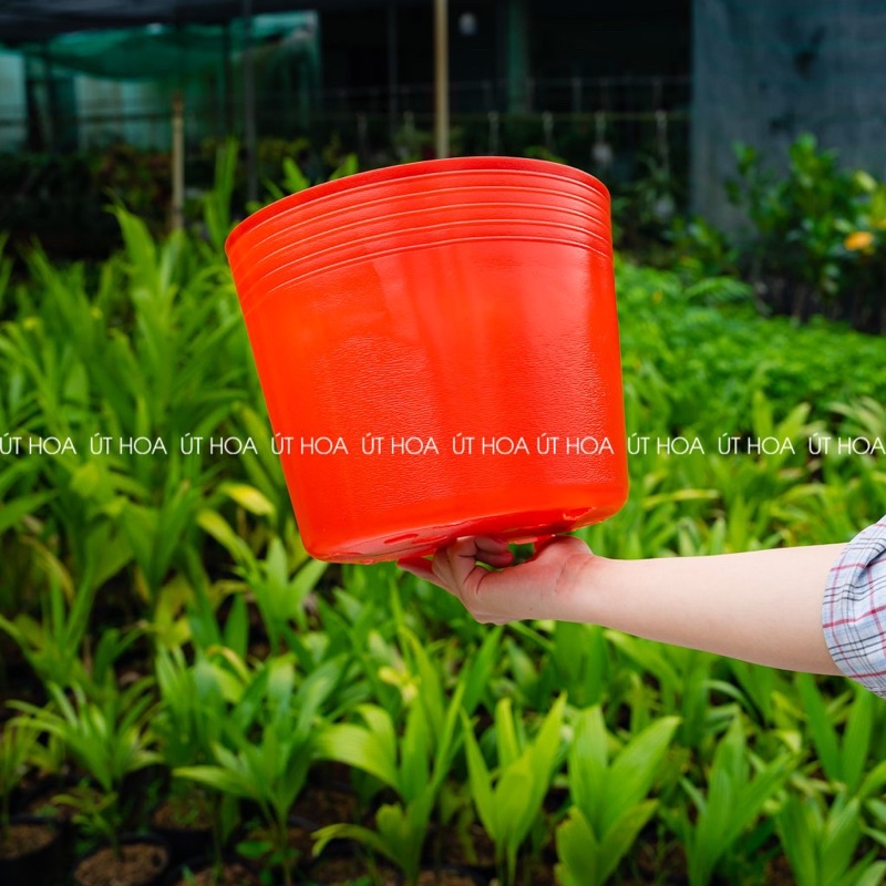 Chậu C8 đỏ ( 18x15 cm) trồng hoa vạn thọ Tết