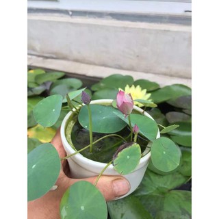 (Đã Cắt Đầu) Sen Mini Nhật Full Màu(gói 5H)