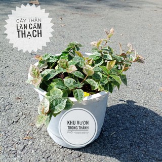 Cây thằn lằn cẩm thạch, cây thằn lằn bông (vảy ốc cẩm thạch)