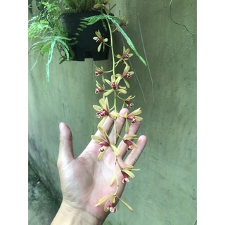 GIò hoa lan kiếm tiên vũ đang hoa