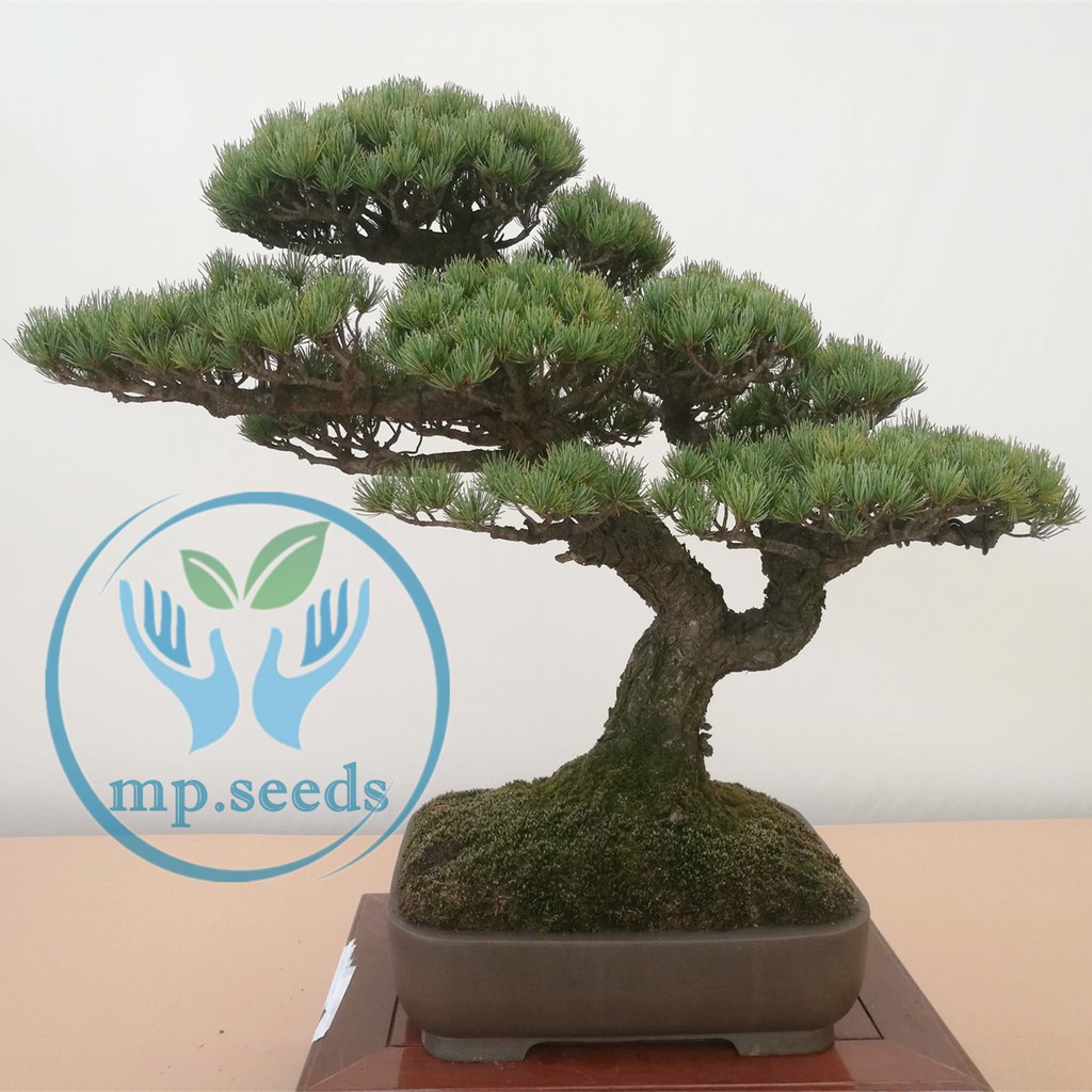 Hạt thông trắng Osaka Cây thông bonsai tốt nhất 10/20 hạt SHOP MỚI KHYẾN MẠI GIÁNG SINH