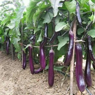 Hạt Giống Cà Tím Dài