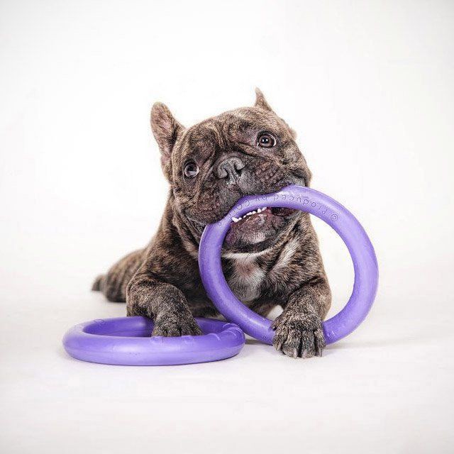 Đồ chơi cho chó COLLAR COMPANY PULLER DOG TRAINING RING (2 PIECES)