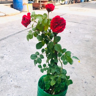 Hoa hồng Red eden
