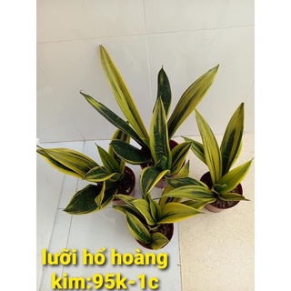 Lưỡi hổ hoàng kim