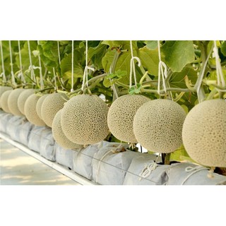 Hạt Giống Dưa Lưới