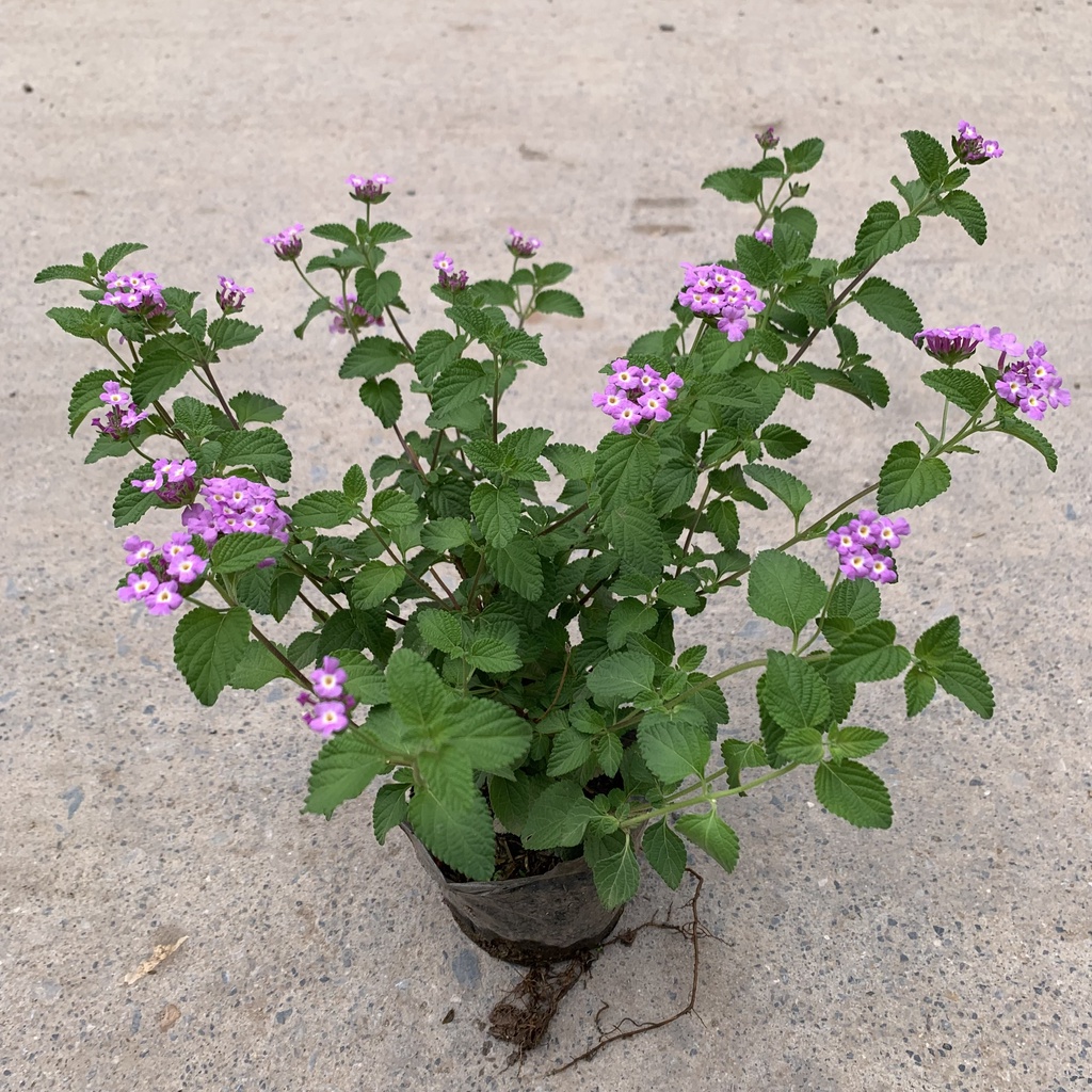 Cây hoa ngũ sắc tím rủ cao 15-20cm, nở hoa quanh năm, dễ chăm, trồng rủ ban công và tường cổng cực đẹp mắt