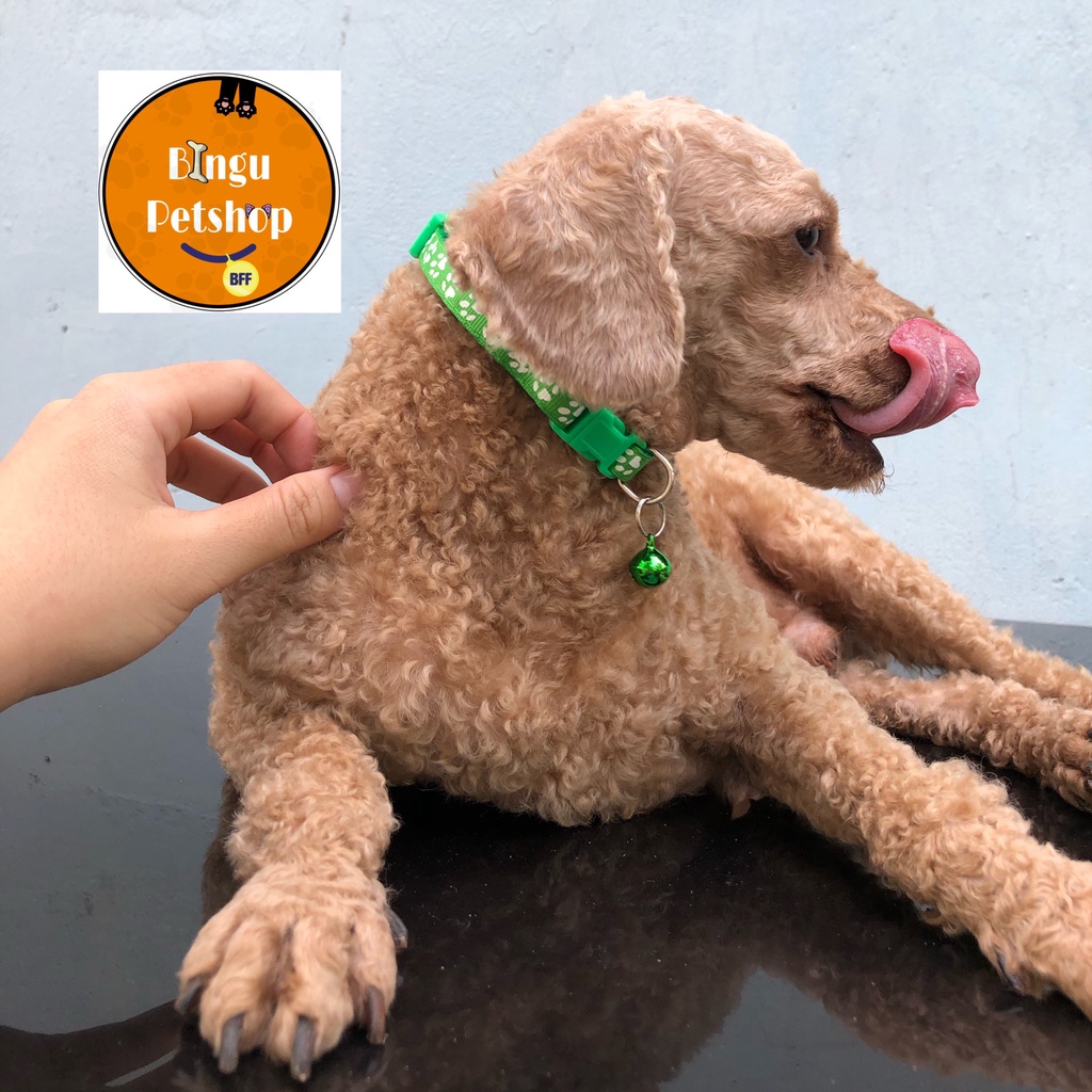 VÒNG CỔ LỤC LẠC IN HÌNH THÚ CƯNG CHO CHÓ MÈO - DƯỚI 5 KG - 6 MÀU