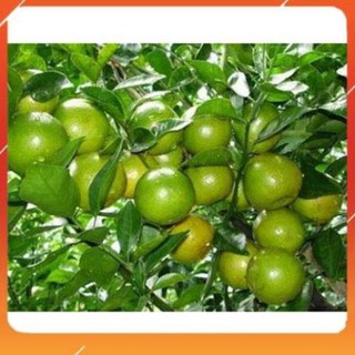 [BÁN CHẠY] Cây giống chanh tứ quý RA QUẢ 4 MÙA