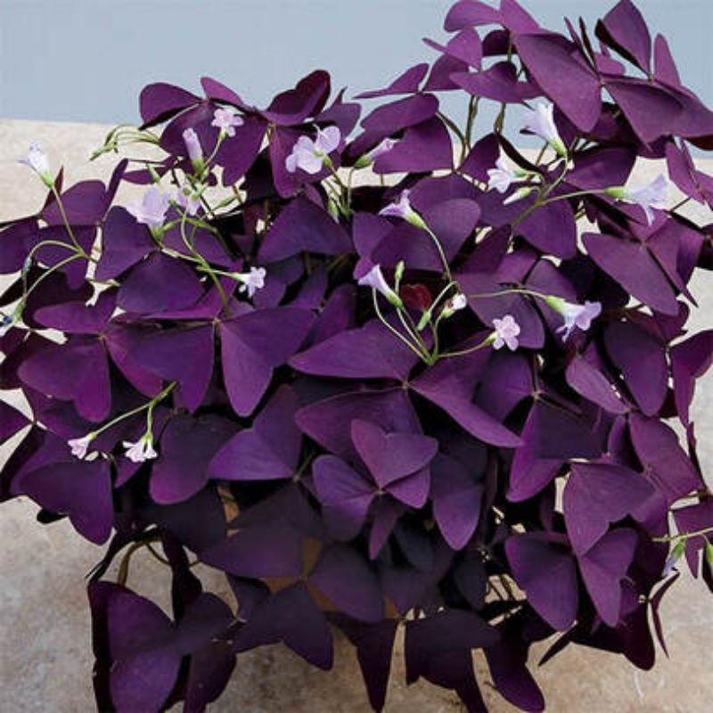 Củ giống hoa bướm đêm