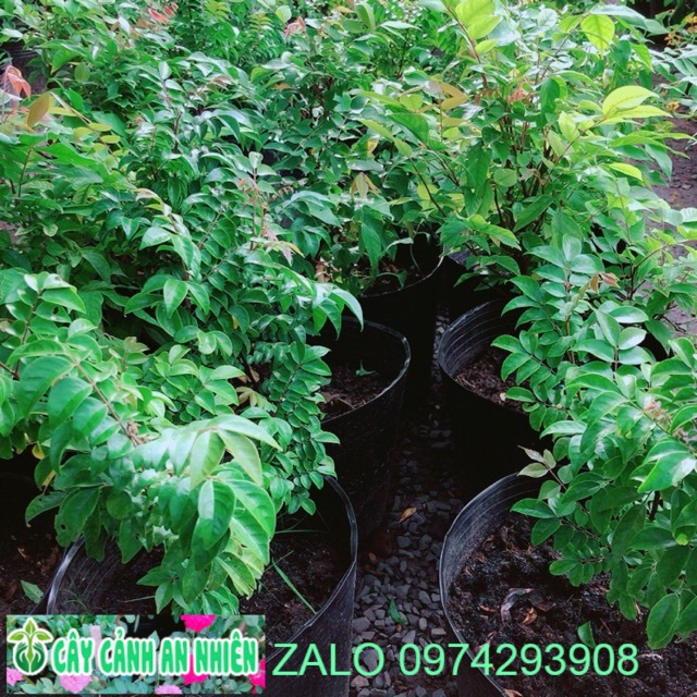 Cây Khế Cho Sai Trái