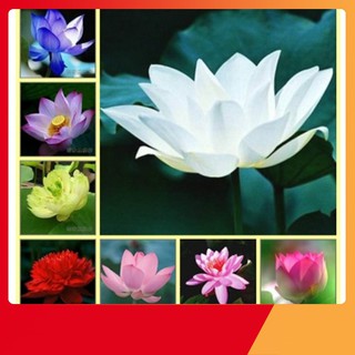 Hạt Giống Hoa Sen Nhật Mini
