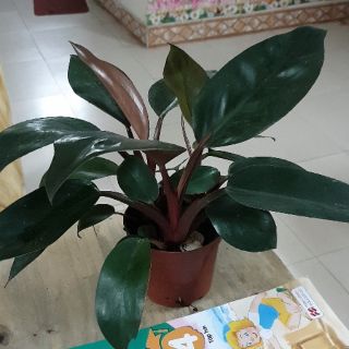 Ba cây trầu bà đế vương đỏ mini để bàn( 20cm đẹp y hình )