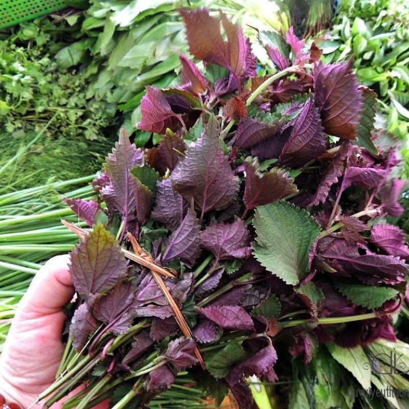 Combo 1 kg Thảo dược lá tía tô Khô nguyên chất