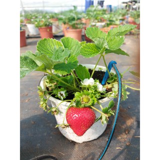 Combo 3 Bầu dâu tây đang hoa và quả Chơi tết