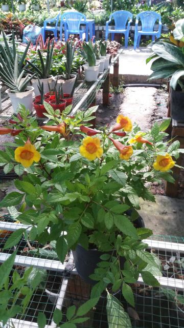 Cây đăng  tiêu  bụi