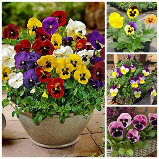 COMBO 2 GÓI HẠT GIỐNG HOA PANSY F1