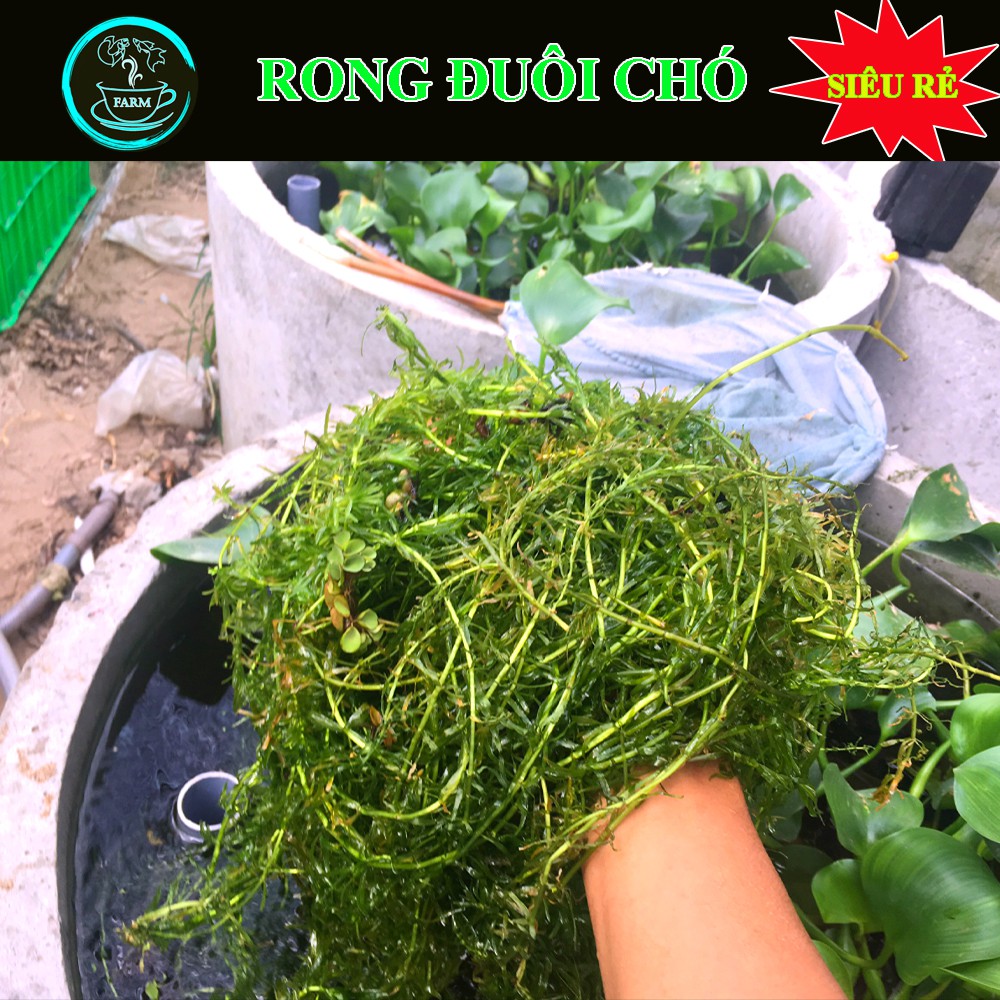 RONG ĐUÔI CHÓ 🌿 THỦY SINH 🌿 SIÊU LỌC NƯỚC