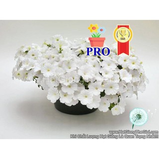 25h hạt giống hoa dạ yến thảo rũ success! tr trắng