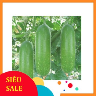 Hạt giống bí đao xanh 20 hạt  TẾT KHUYẾN MẠI