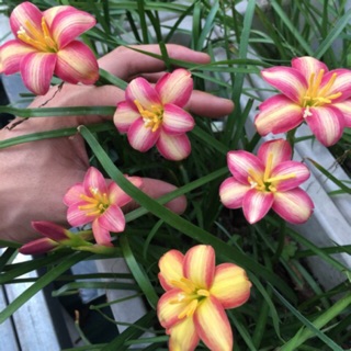 Hoa huệ mưa Small Hybird- củ teen đến to