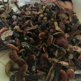 Nấm lim xanh rừng 100g